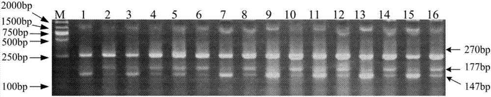 Molecular marker for identifying rice grain length characters, identification method and application