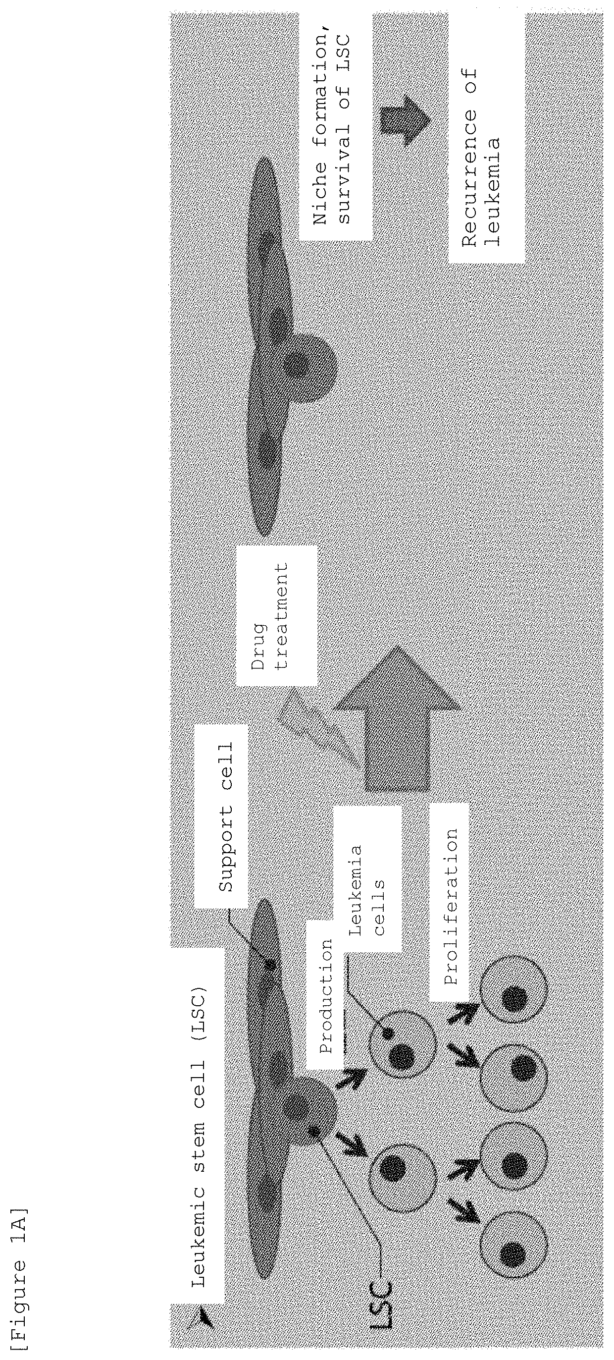 Marine organism-derived extract, compound, and medical composition having niche formation suppressing activity of leukemic stem cells