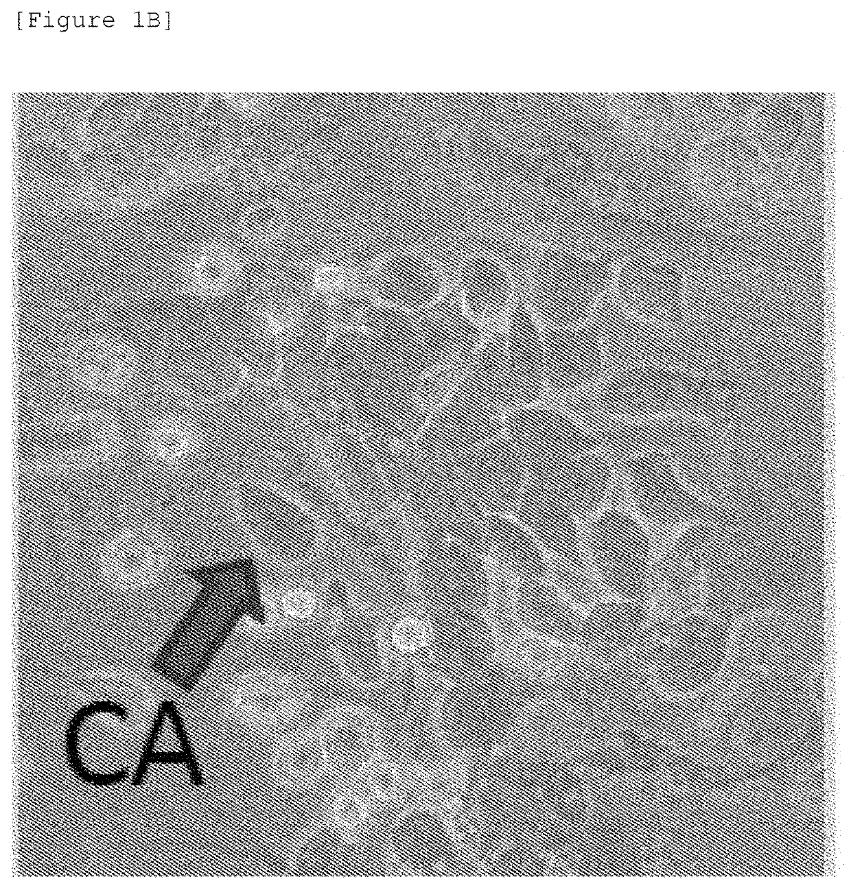 Marine organism-derived extract, compound, and medical composition having niche formation suppressing activity of leukemic stem cells