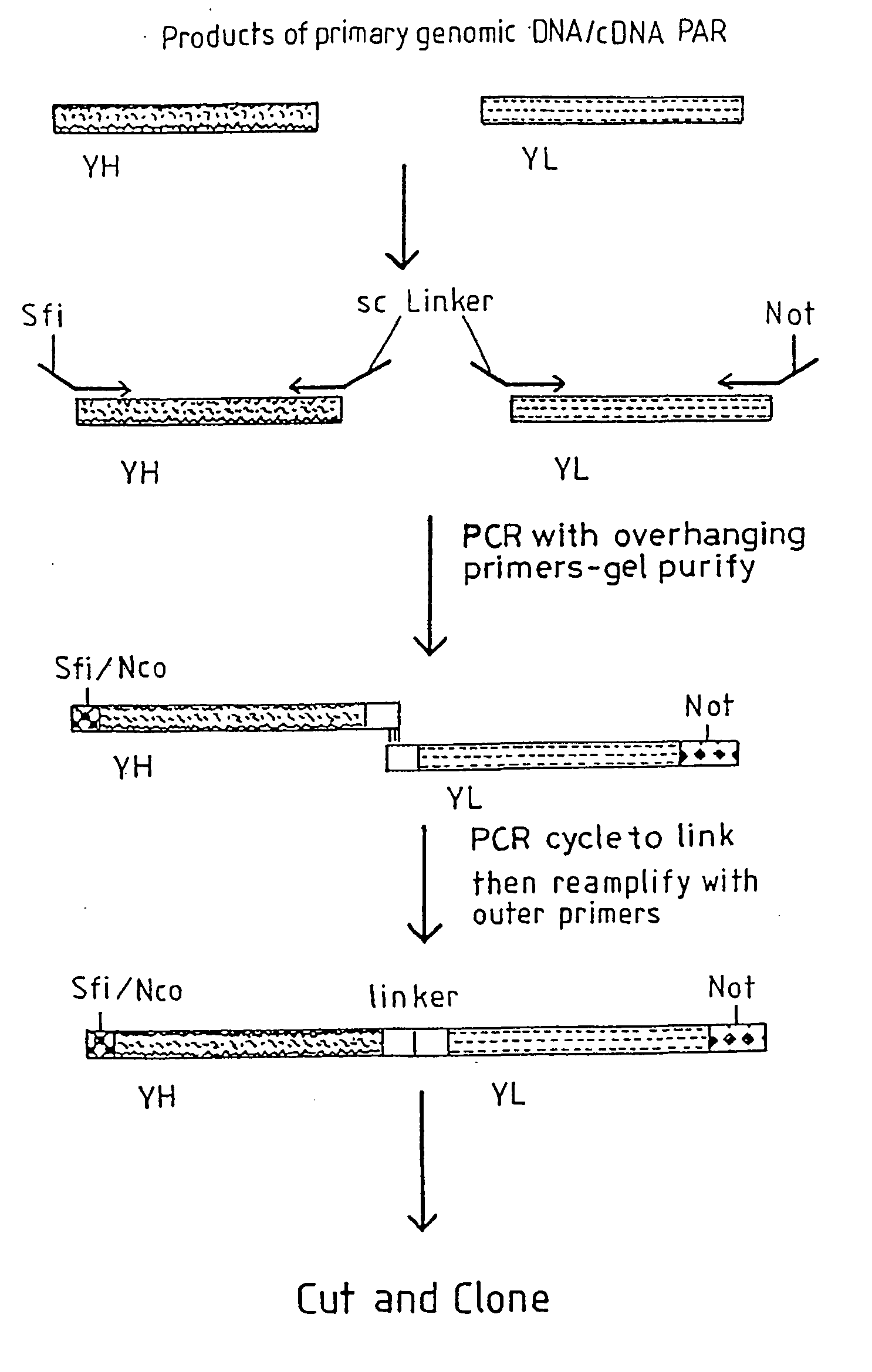 Materials and methods relating to fusion proteins for inducing an immune response