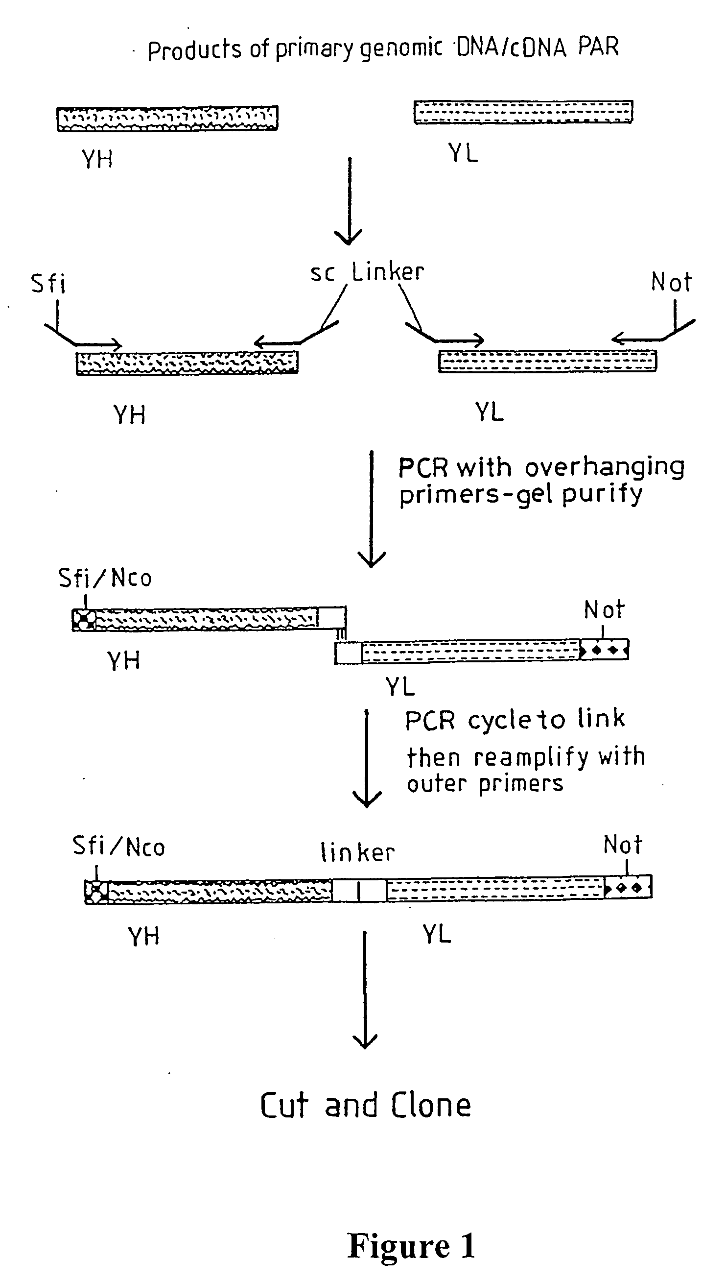 Materials and methods relating to fusion proteins for inducing an immune response