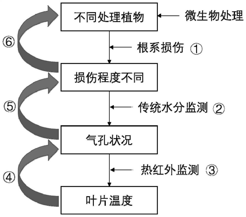 A monitoring method for the effect of bioremediation of plant root damage