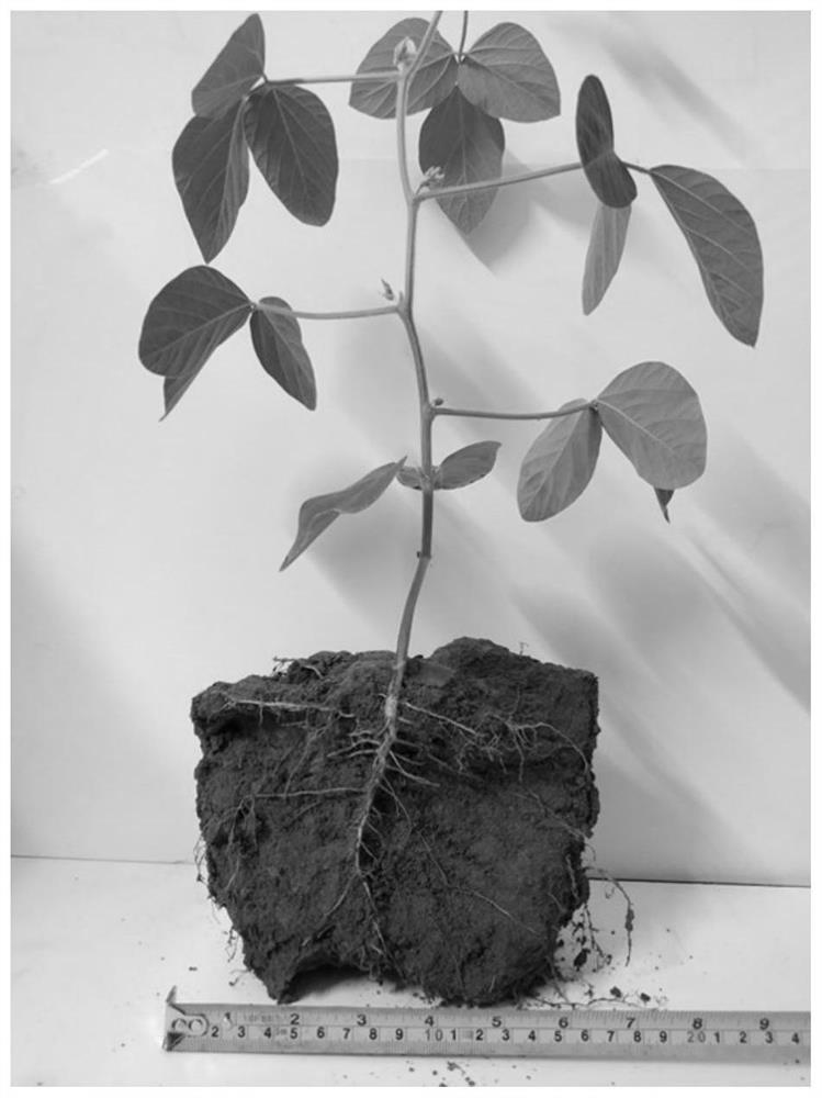 A monitoring method for the effect of bioremediation of plant root damage