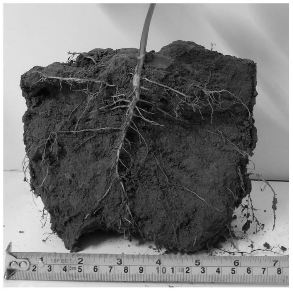 A monitoring method for the effect of bioremediation of plant root damage