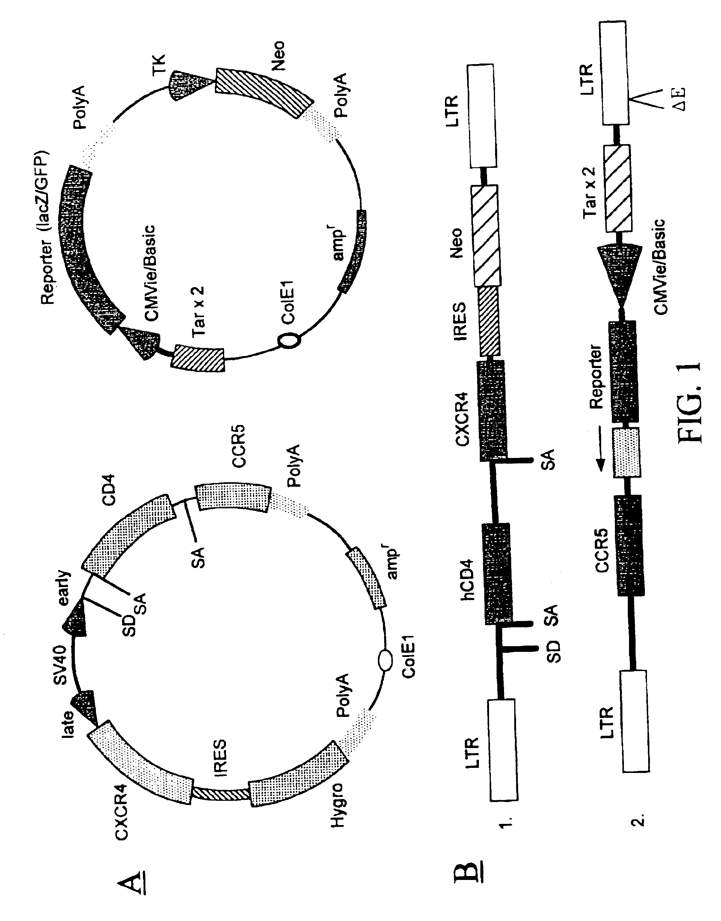 Method for producing recombinant cells for detecting HIV