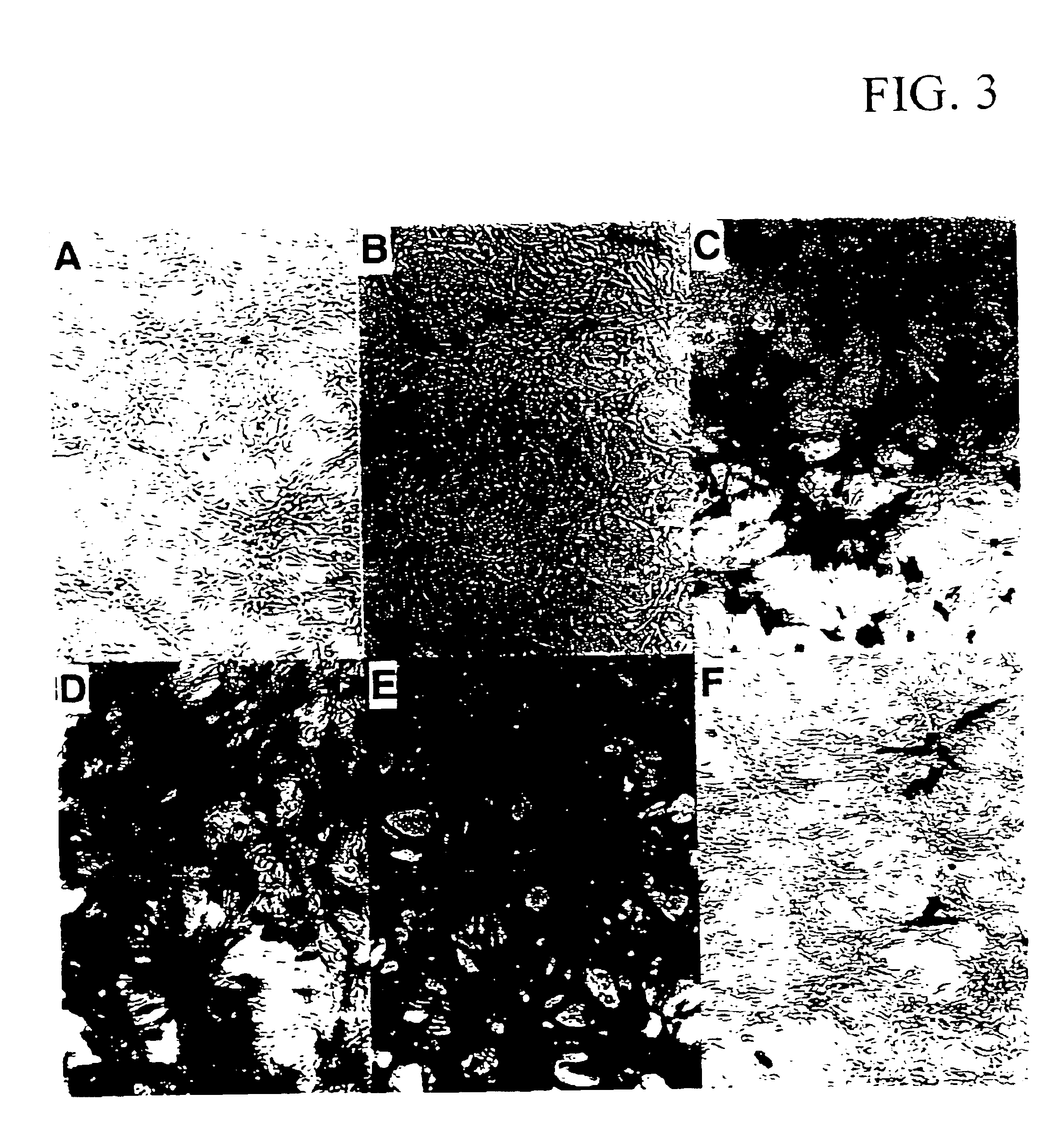 Method for producing recombinant cells for detecting HIV