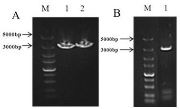 Ustilago esculenta teliospore formation related gene Itd1 and application thereof