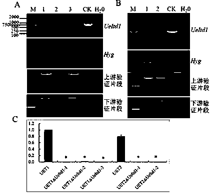 Ustilago esculenta teliospore formation related gene Itd1 and application thereof