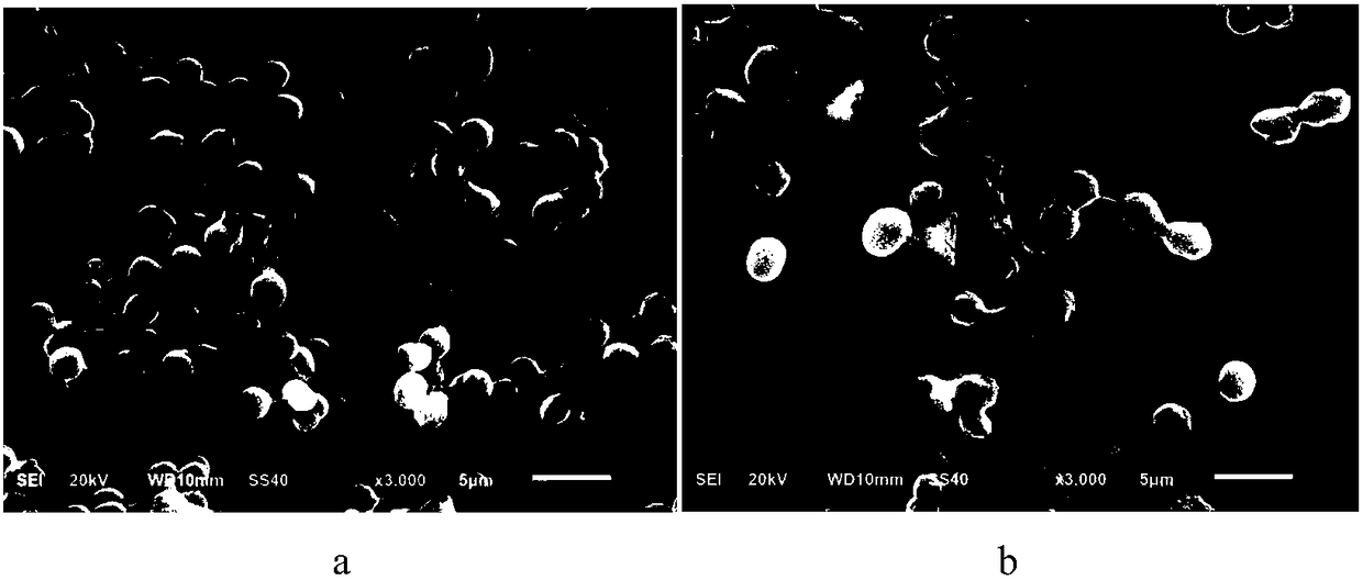 Multi-functional Streptomyces amritsarensis and application thereof
