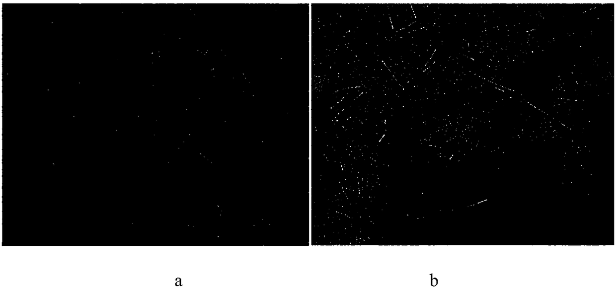 Multi-functional Streptomyces amritsarensis and application thereof