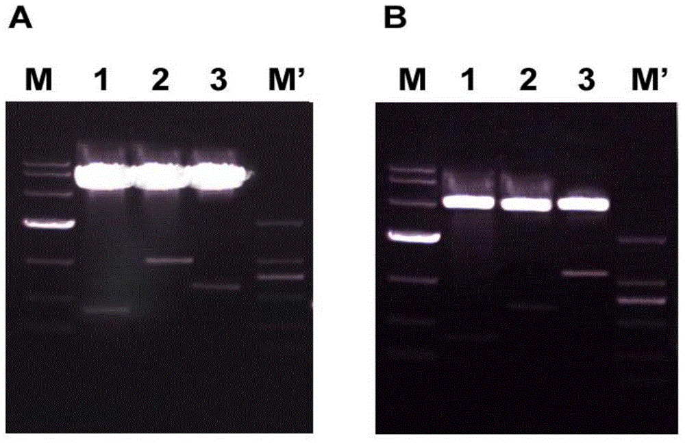 Co-expression vector of protective antigens momp and mip of Chlamydia abortus and Chlamydia psittaci and its construction and expression method