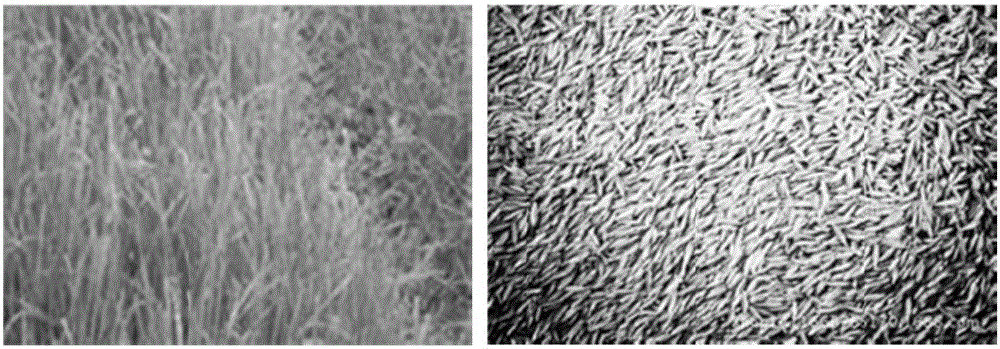 Saline soil conditioner for coastal intertidal zone and application thereof