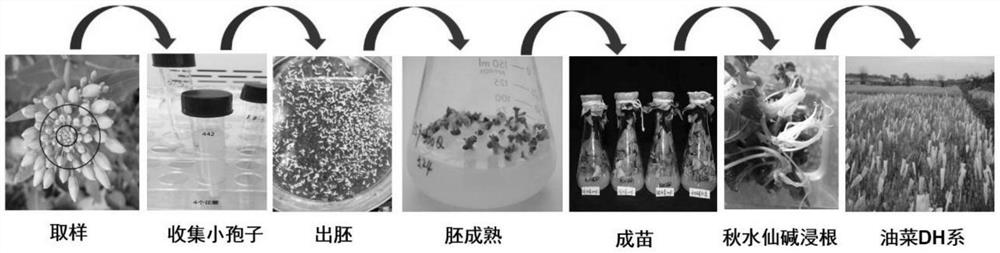 A kind of high-efficiency cultivation method of rapeseed microspores