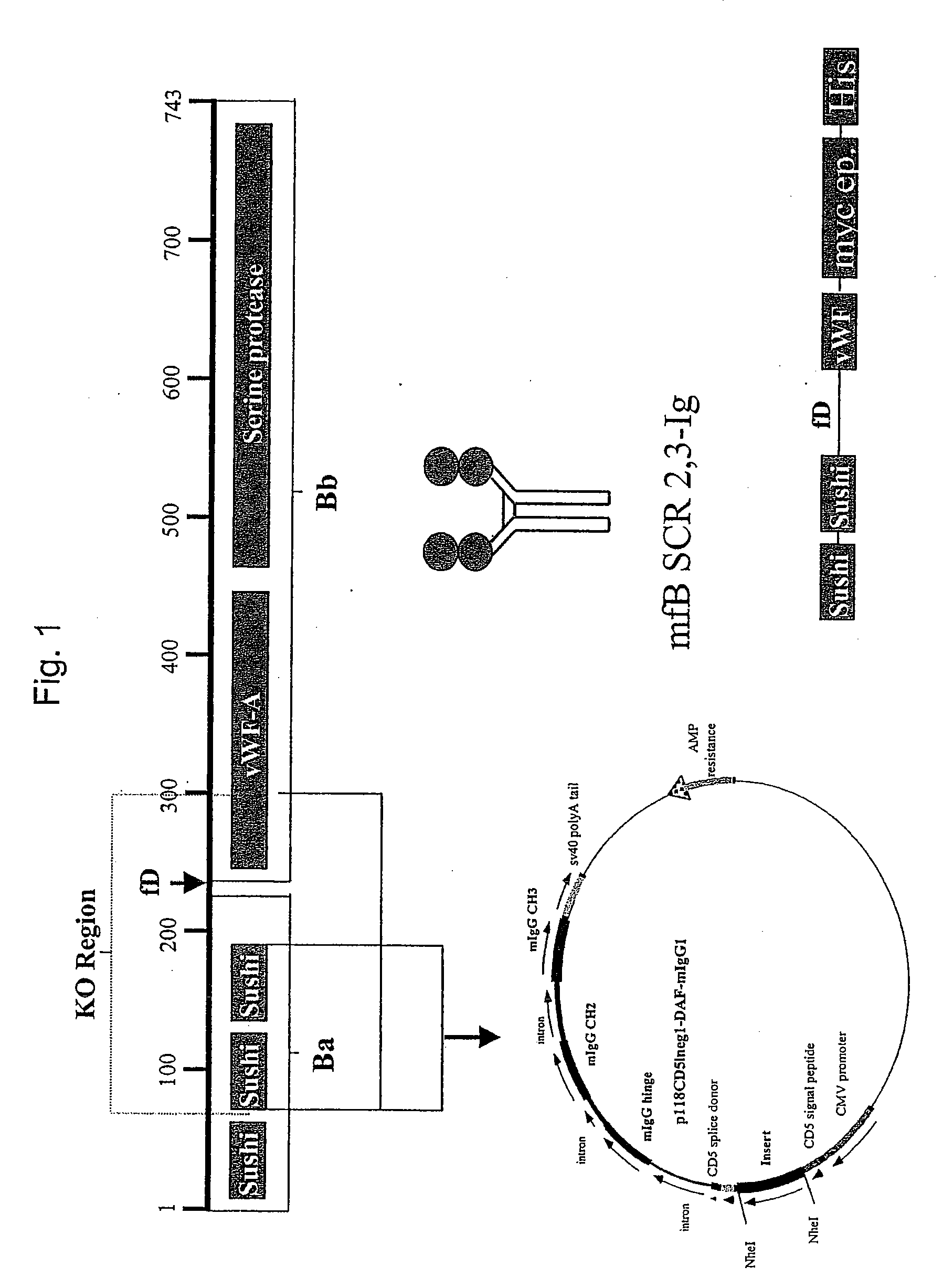 Inhibition of factor b, the alternative complement pathway and methods related thereto