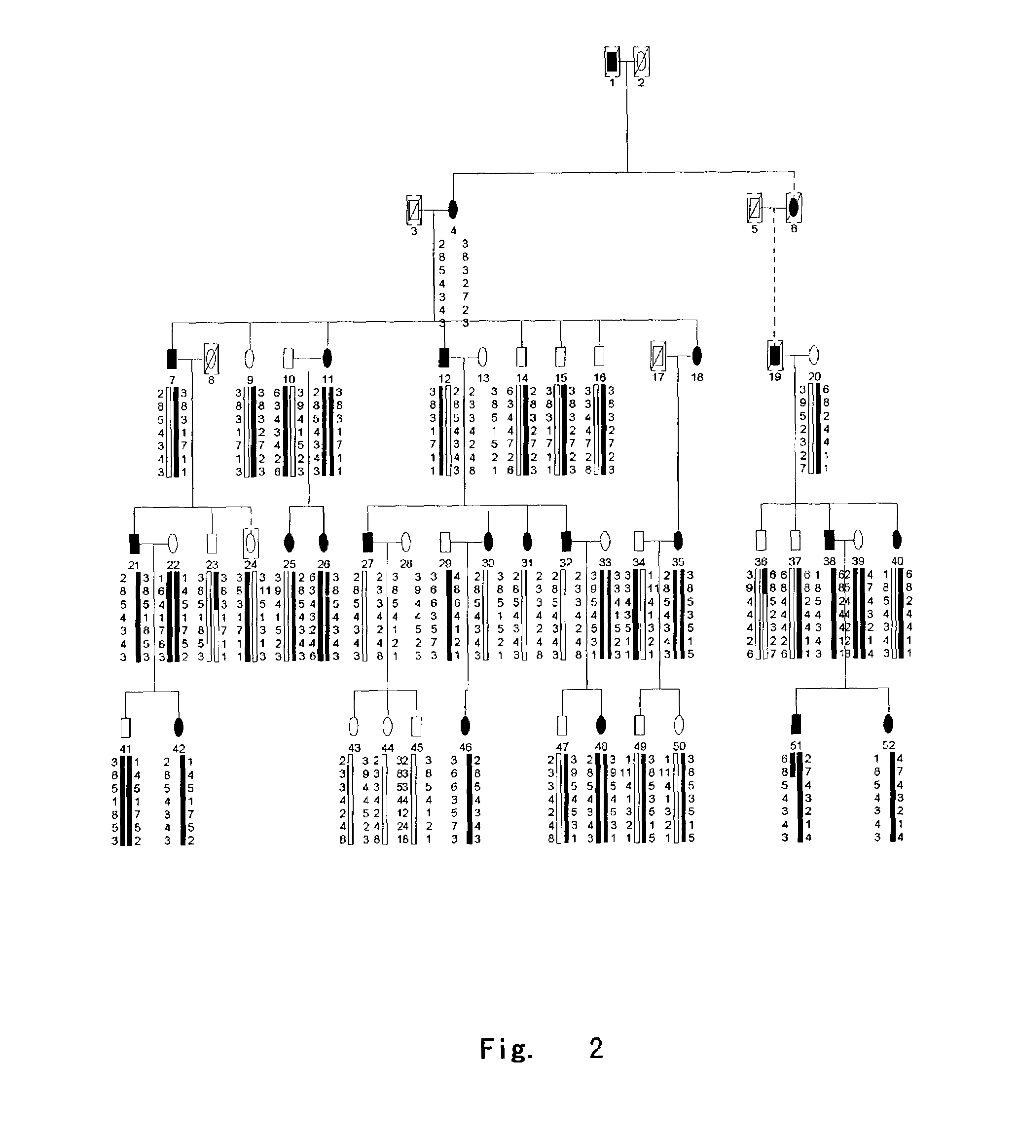 Method of diagnosing and treating dentinogenesis imperfecta type II by using dentin sialophosphoprotein gene and coded product thereof