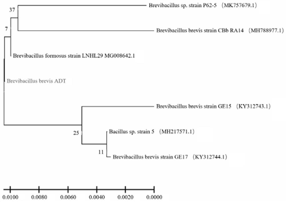 Brevibacillus brevis ADT and application thereof