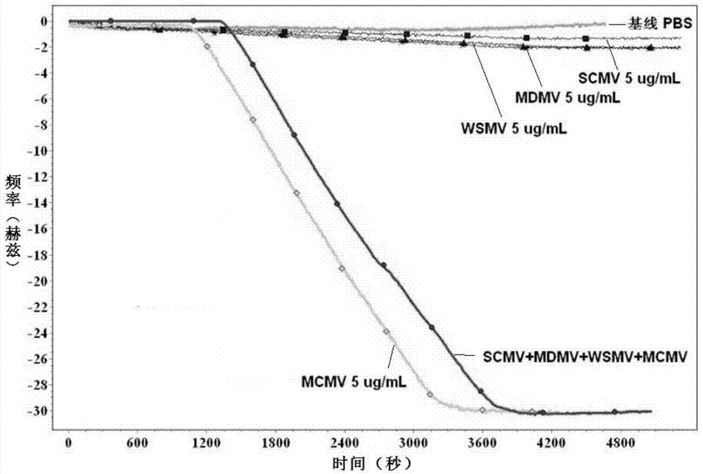 Method for detecting maize chlorotic mottle virus (MCMV) by using QCM (Quartz Crystal Microbalance) sensor and special gold piece