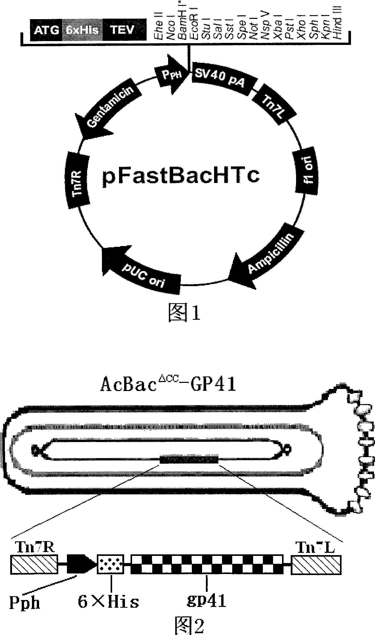 Recombined rhabdovirus AcBac delt CC-GP41 and constructing method thereof