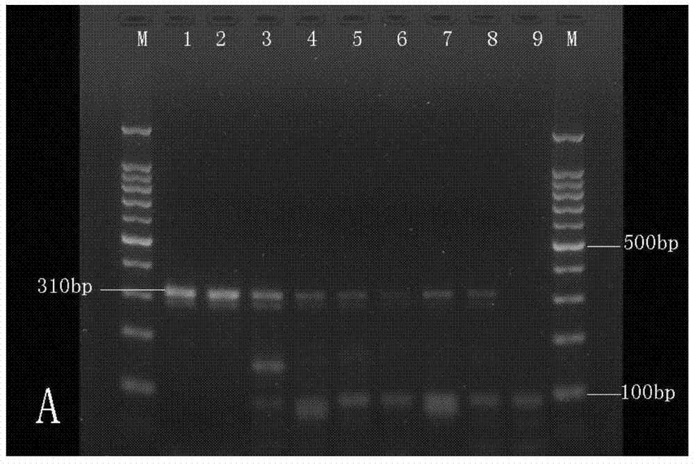 Folding primer multiplex pcr malaria molecular diagnosis kit and its detection method