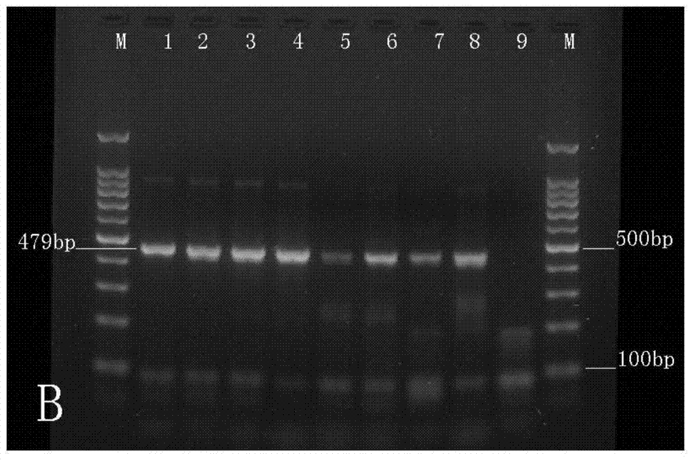 Folding primer multiplex pcr malaria molecular diagnosis kit and its detection method