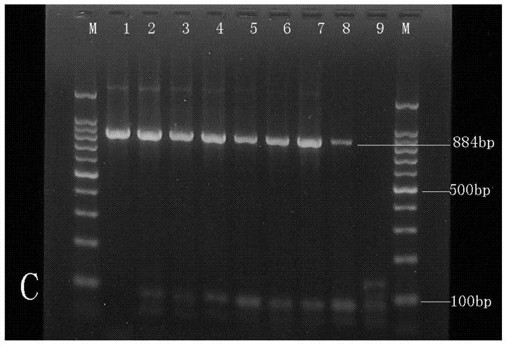 Folding primer multiplex pcr malaria molecular diagnosis kit and its detection method