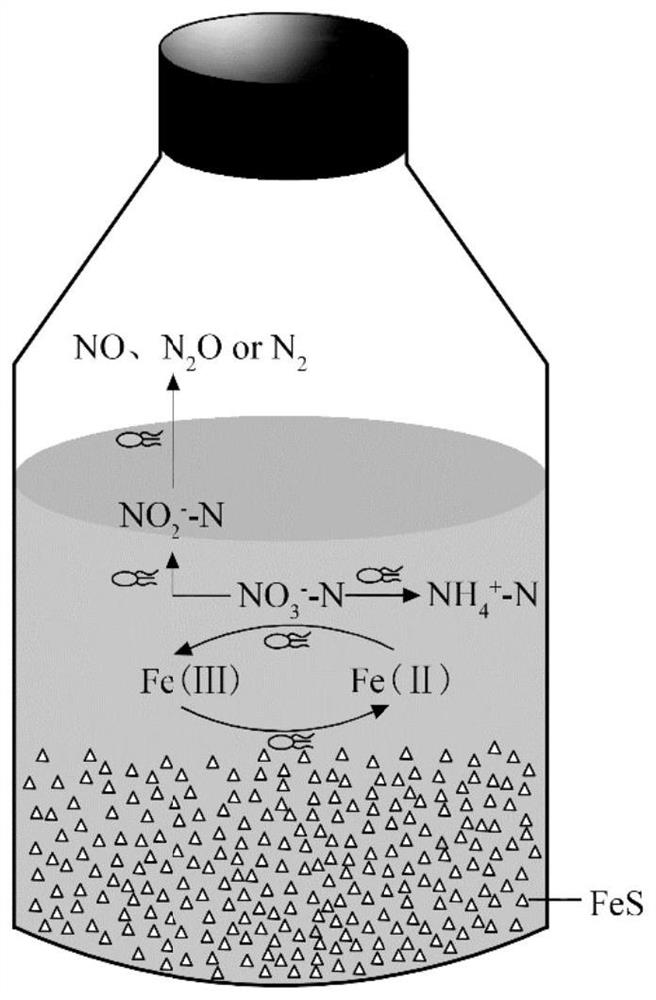 Synergistic denitrification method of ferroautotrophic bacteria and heterotrophic bacteria to remove nitrate in sewage