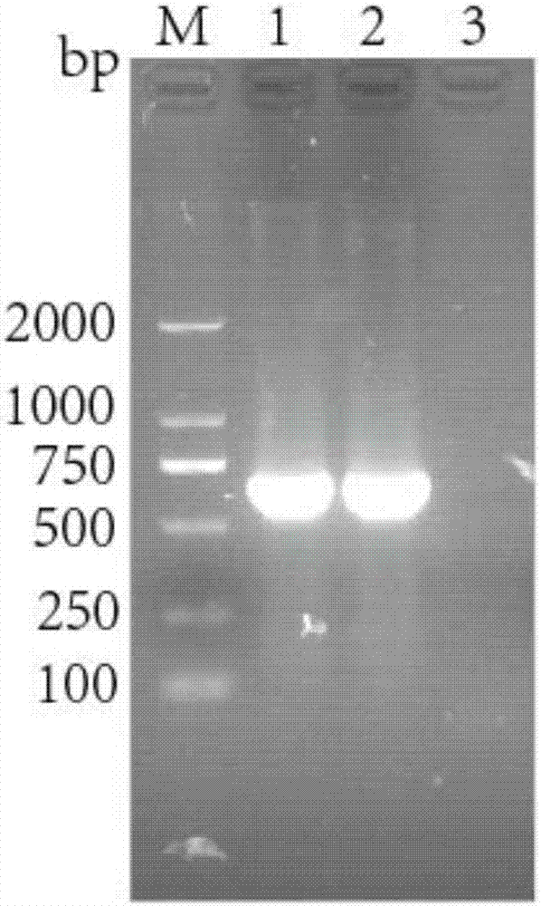 Recombinant rabies virus carrying interleukin 6 gene and application thereof