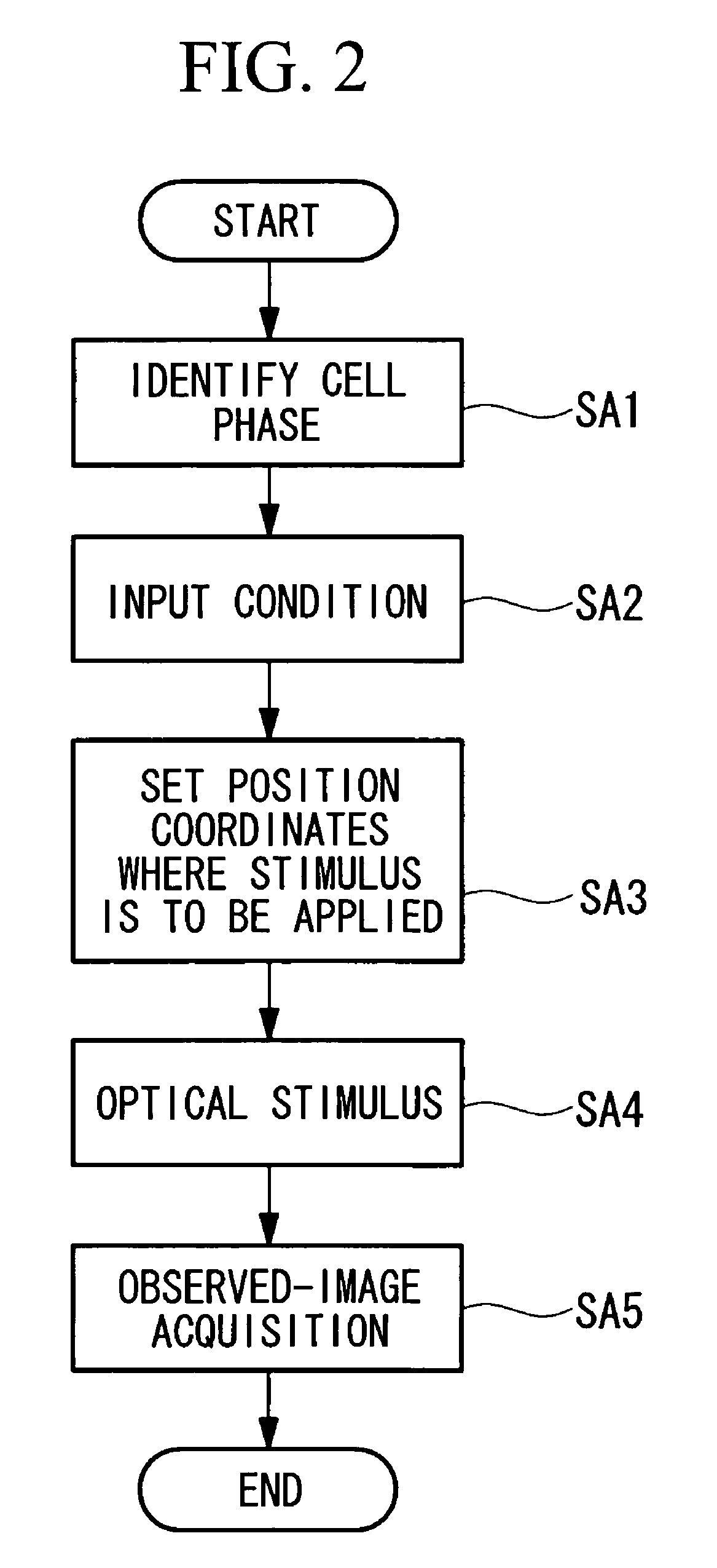 Microscope apparatus and cell observation method