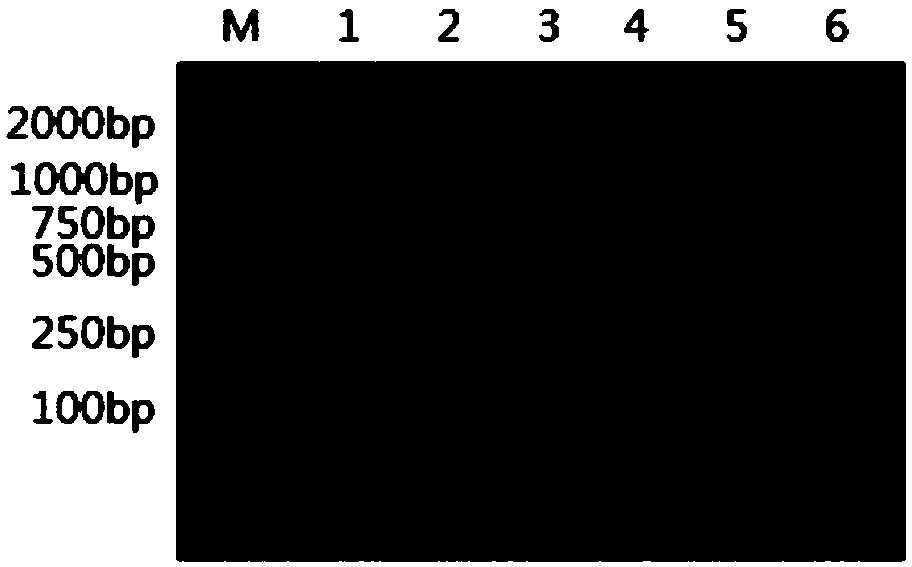 RPA primer for detecting transgenic corn Bt11 strain and detecting method