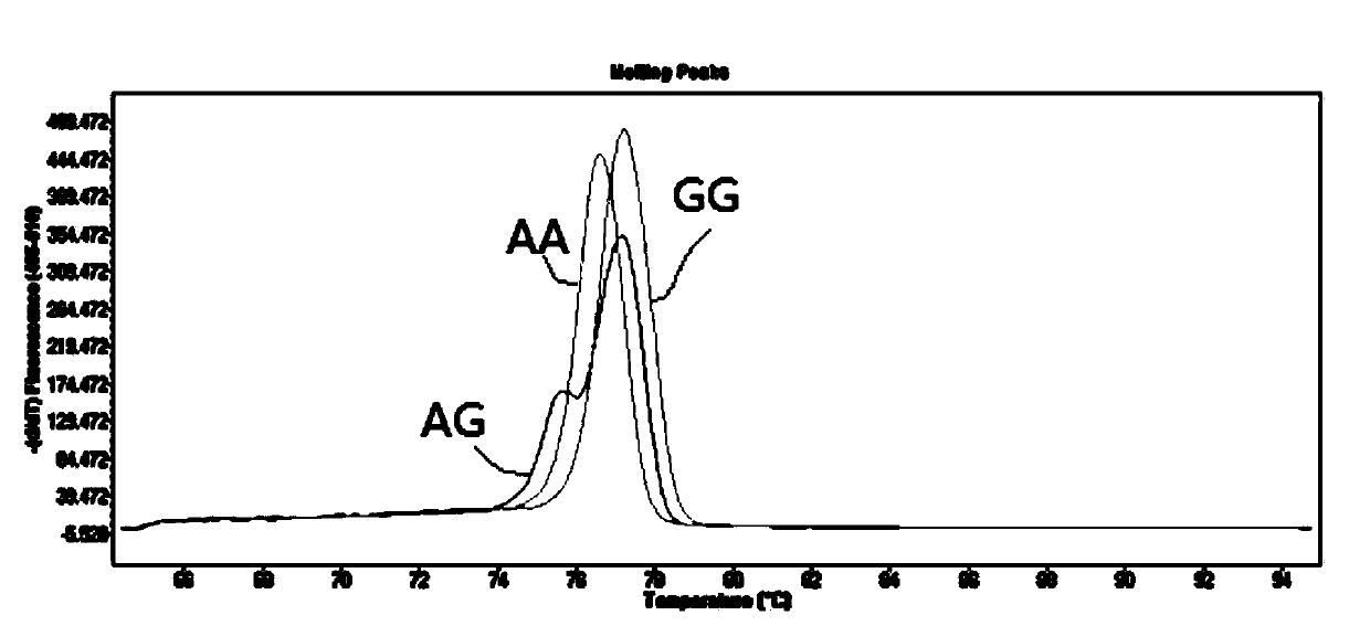 Kit for detecting polymorphism of gene SCN1A related to levetiracetam drug administration by utilizing high resolution melting curve method and method of kit