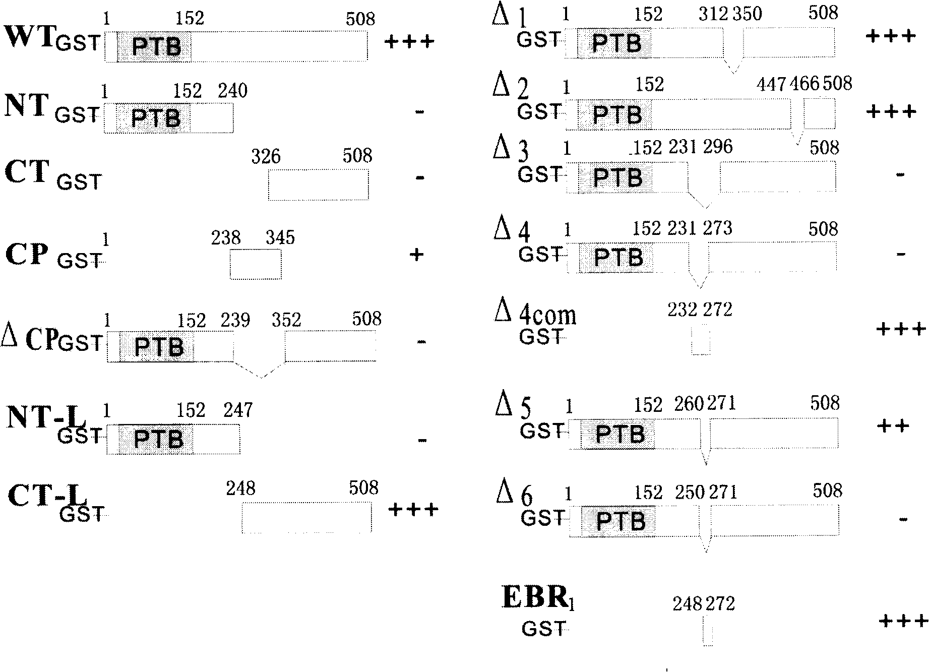 ERK2 combination polypeptide and preparation thereof