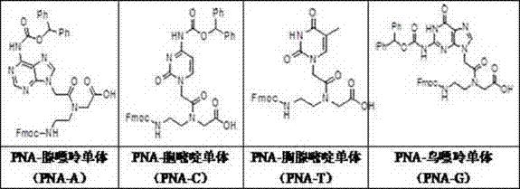 Mask liquid containing peptide nucleic acid whitening factor, preparation method and applications thereof