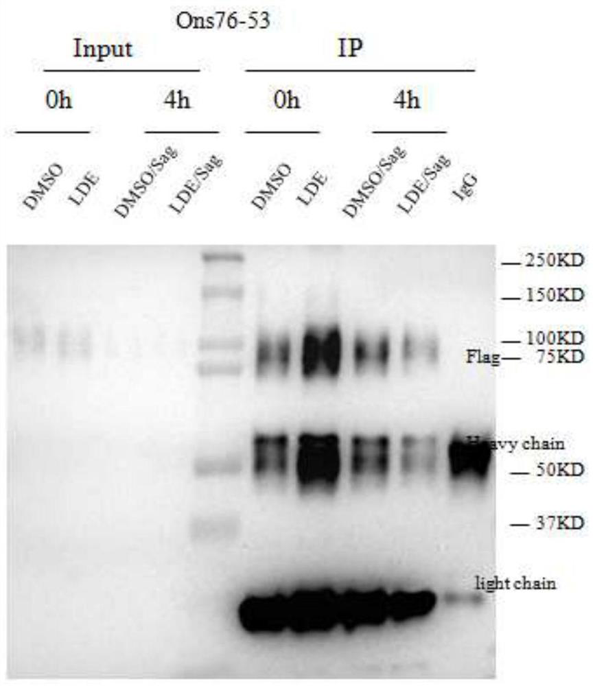 Medulloblastoma/cell marker and application thereof