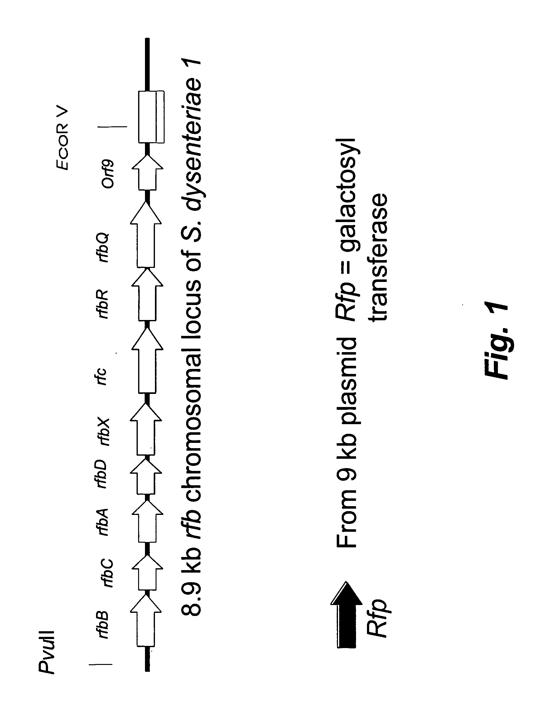 Live, Oral Vaccine for Protection Against Shigella Dysenteriae Serotype 1