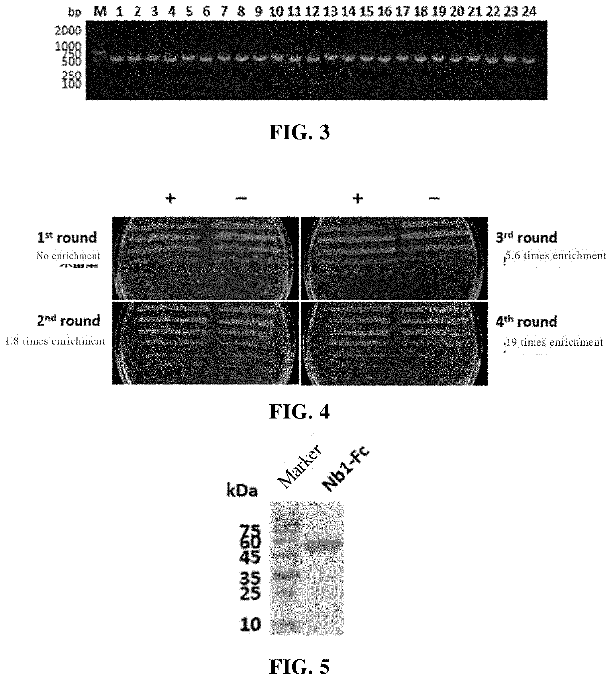 Cd47 single-domain antibody and use thereof