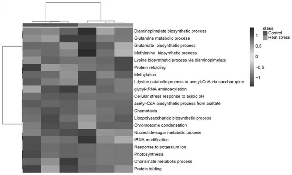 Macro-proteome mining method and application of macro-proteome mining method in obtaining hydrolysis characteristics of intestinal microbial proteins