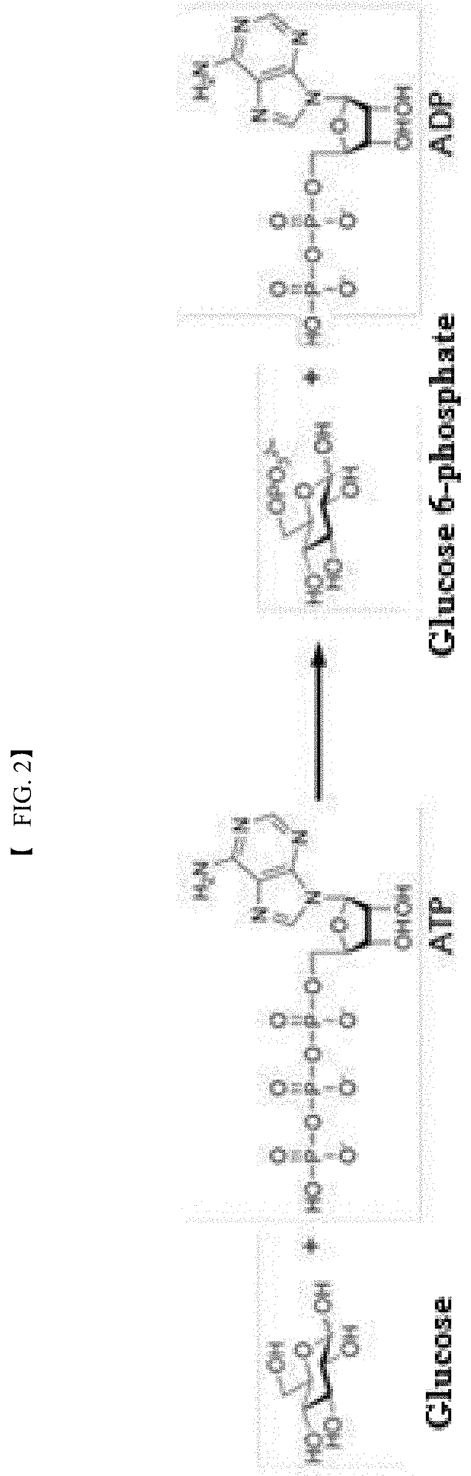 Polyphosphate-dependent glucokinase and method for preparing glucose 6-phosphate by using same