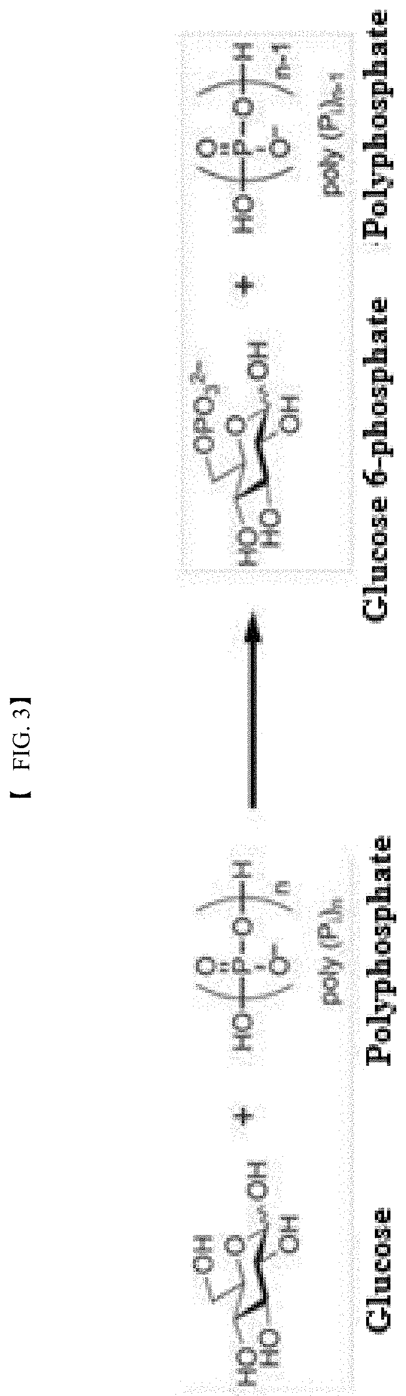 Polyphosphate-dependent glucokinase and method for preparing glucose 6-phosphate by using same