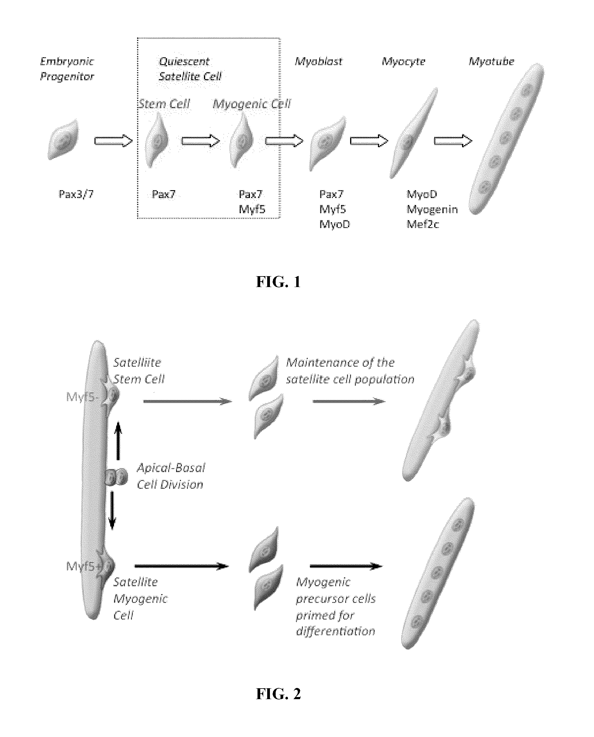 Compositions and methods for modulating stem cells and uses thereof