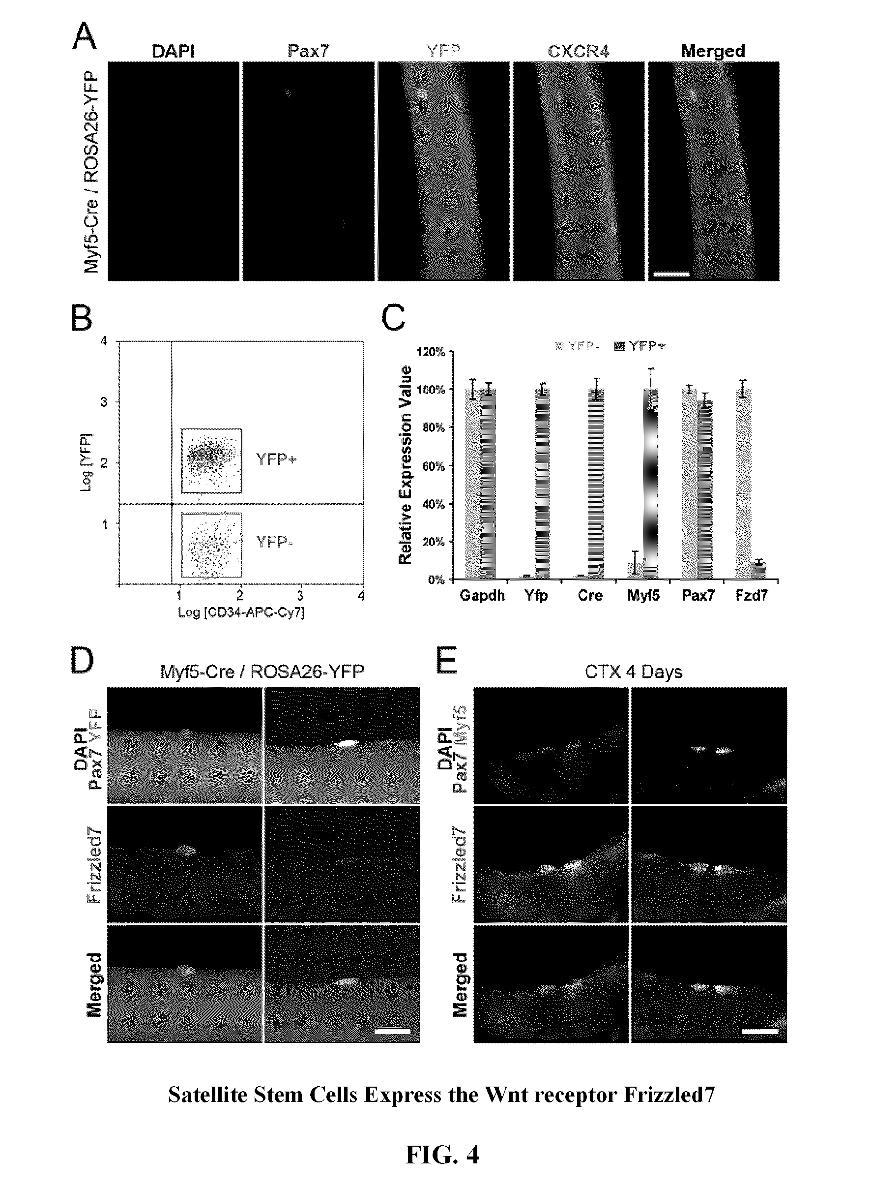 Compositions and methods for modulating stem cells and uses thereof