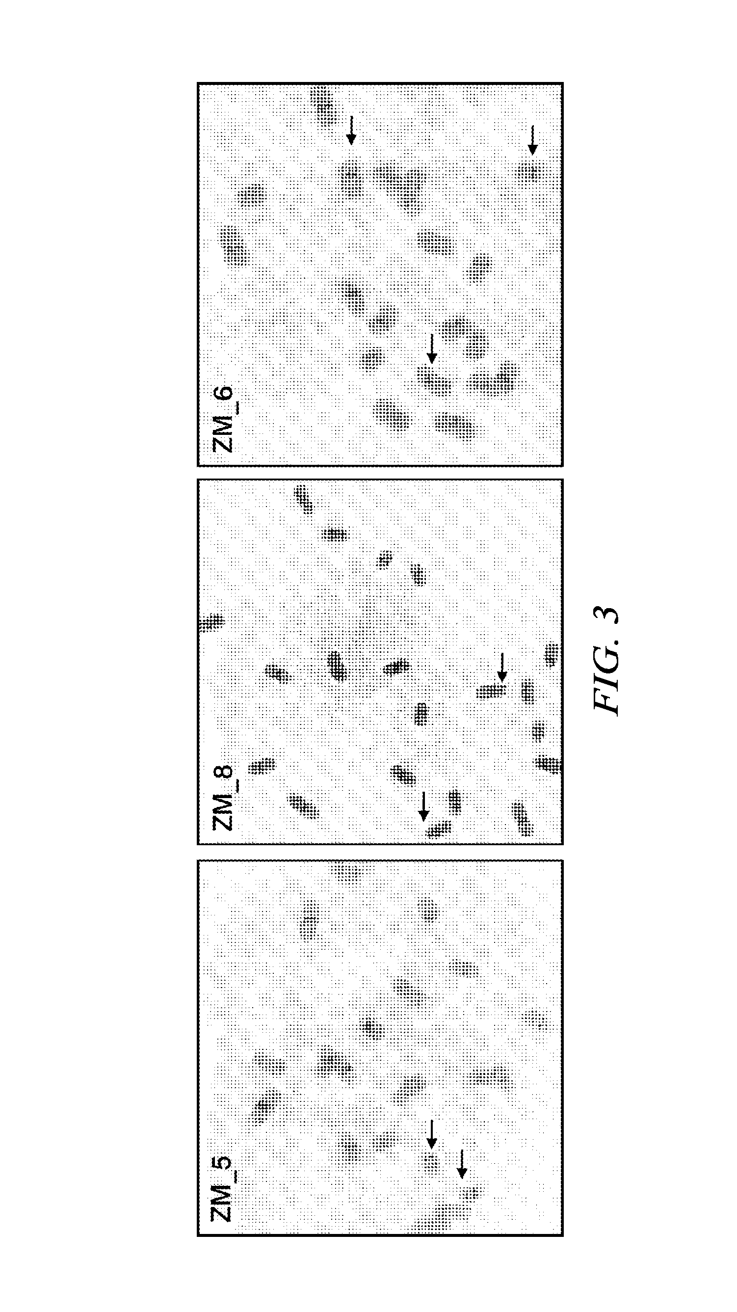 Methods and compositions for expression of transgenes in plants