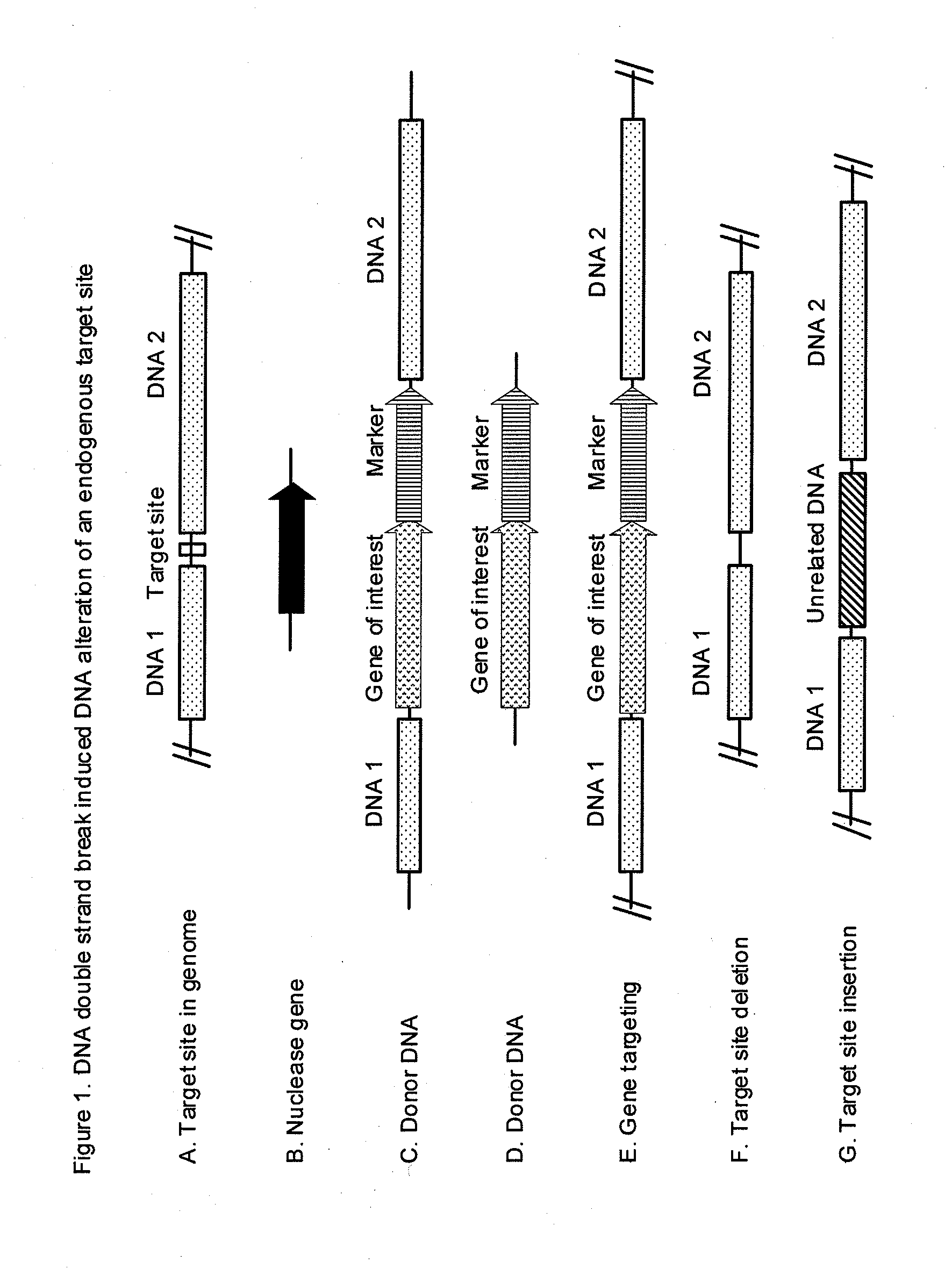Methods and compositions for producing male sterile plants