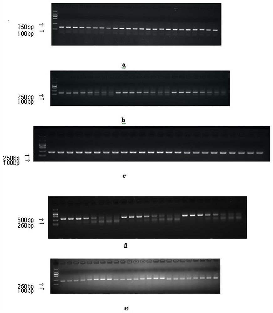 DNA methylation marker for Psoriatic Arthritis, diagnostic reagent and application thereof
