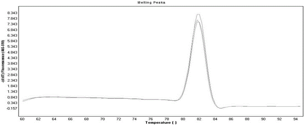 A kit and method for detecting human parvovirus b19