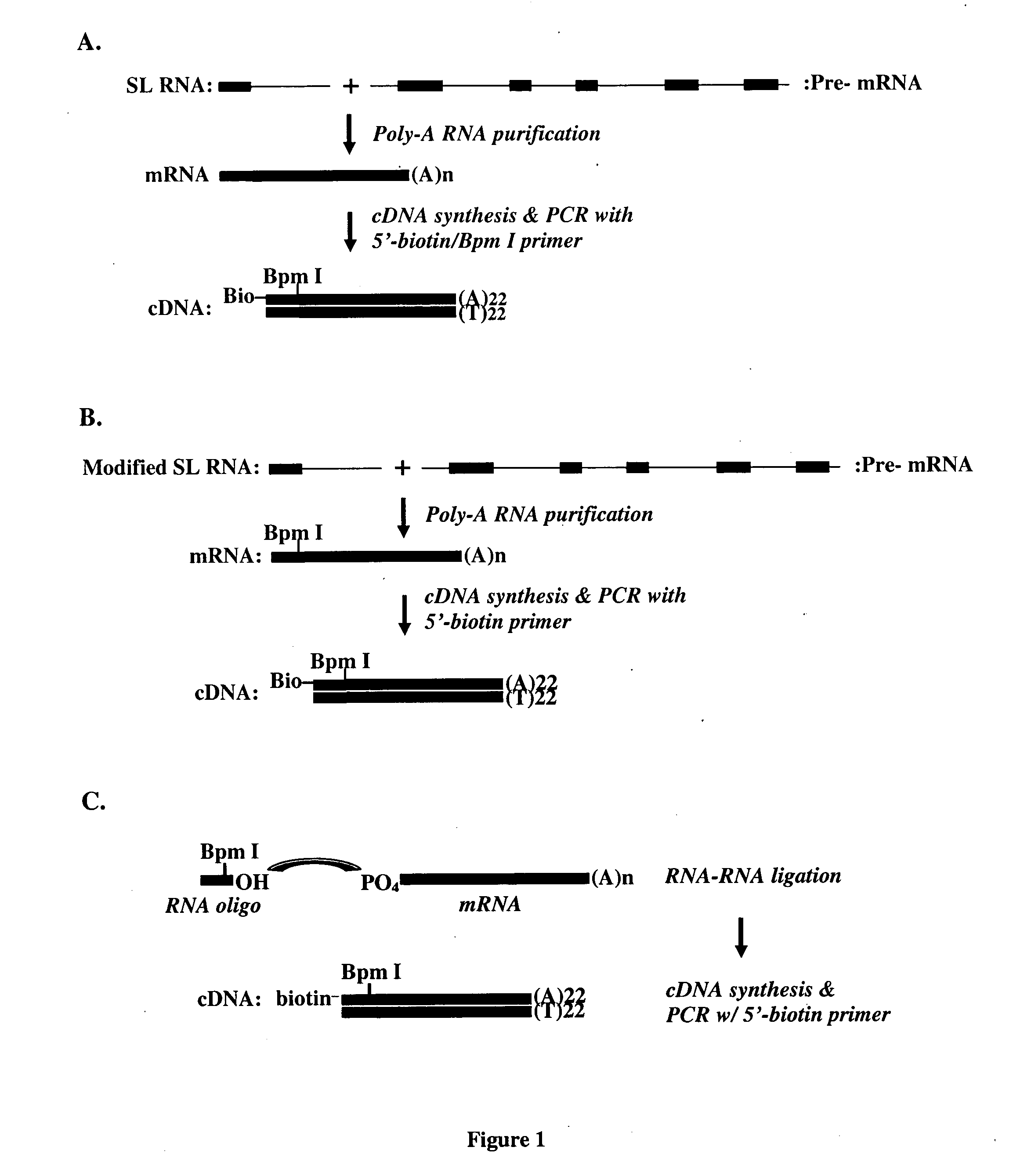 Methods and compositions relating to 5'-chimeric ribonucleic acids