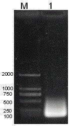 Method for expressing Cecropin DC1 through insect cells