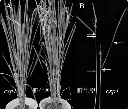 Control gene of rice panicle pedicel length and application thereof