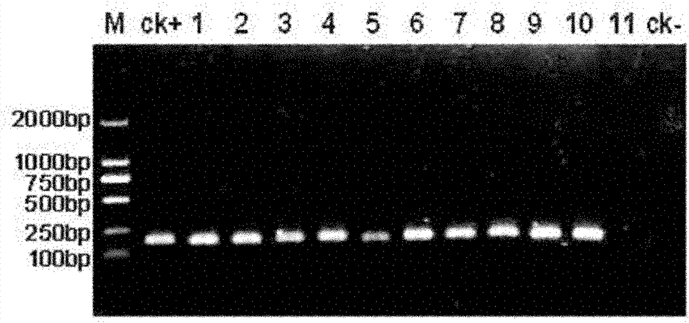 Method and applications for fast detecting pathogenic bacteria molecules of bacterial soft rotting disease for banana