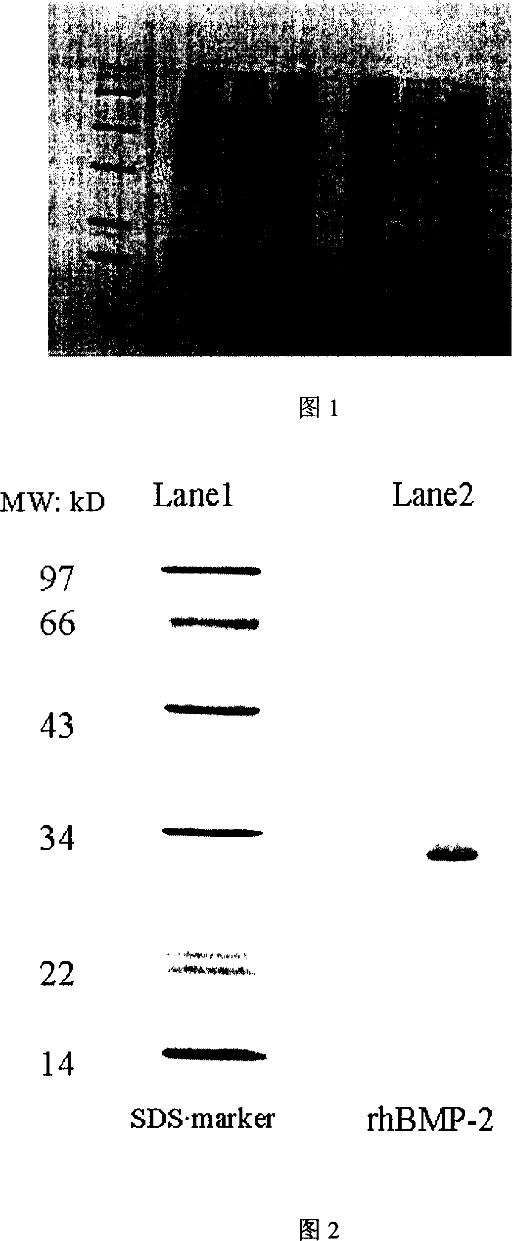 Long chain recombinant human bone morphogenesis protein-2 and its preparation method and uses