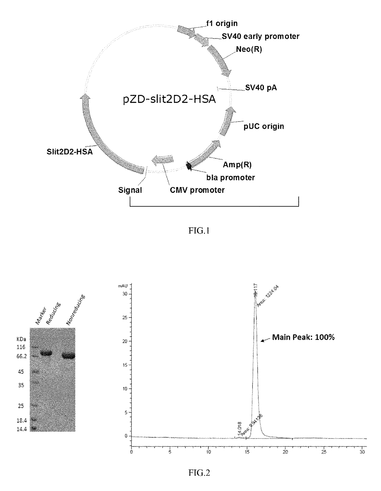 Fusion protein SLIT2D2-HSA and its use in treatment of sepsis
